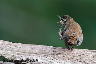 shallow focus photography of brown bird during daytime, wren