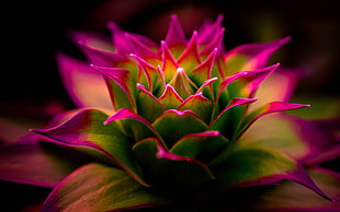 green and pink cluster petaled flower, flowers, pink, macro, nature