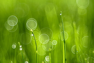 selective close up photo of green leaf with water drop, grass