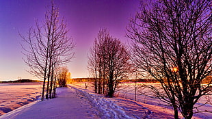 tall trees, nature, winter, snow, cold