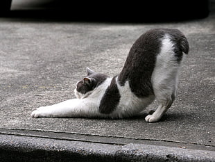 white and black short coat cat stretching HD wallpaper