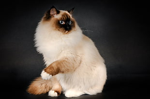 Himalayan cat photo HD wallpaper