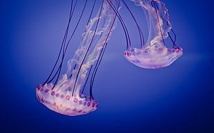 two jellyfishes HD wallpaper