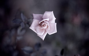 photo shift lens of white rose HD wallpaper