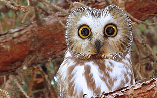 white and brown owl, owl, birds, animals