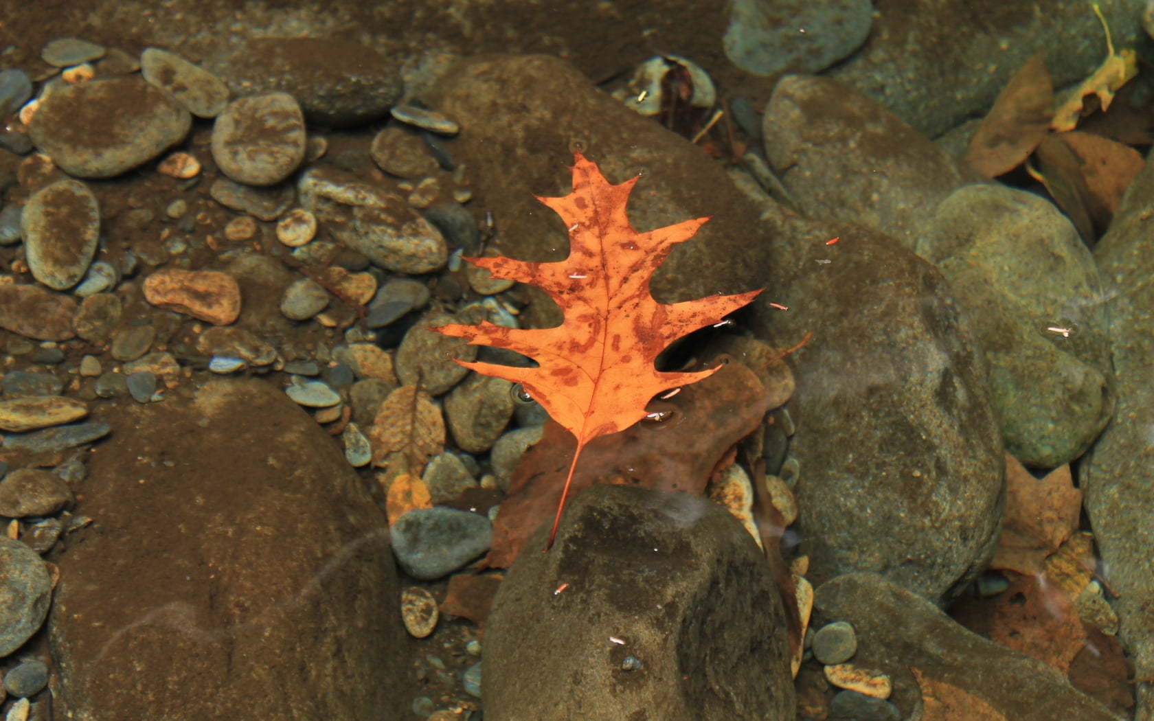 Red Dry Leaf On Rock Fragments Hd Wallpaper Wallpaper Flare