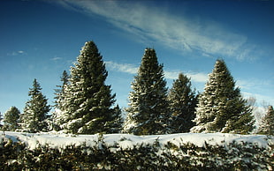 Pine tree under blue sky HD wallpaper