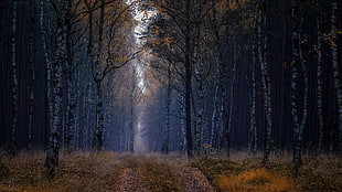 brown leaf trees, forest, trees, nature