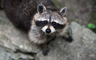black and gray raccoon, raccoons, wildlife, animals