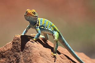 green and blue Lizard on brown stone HD wallpaper