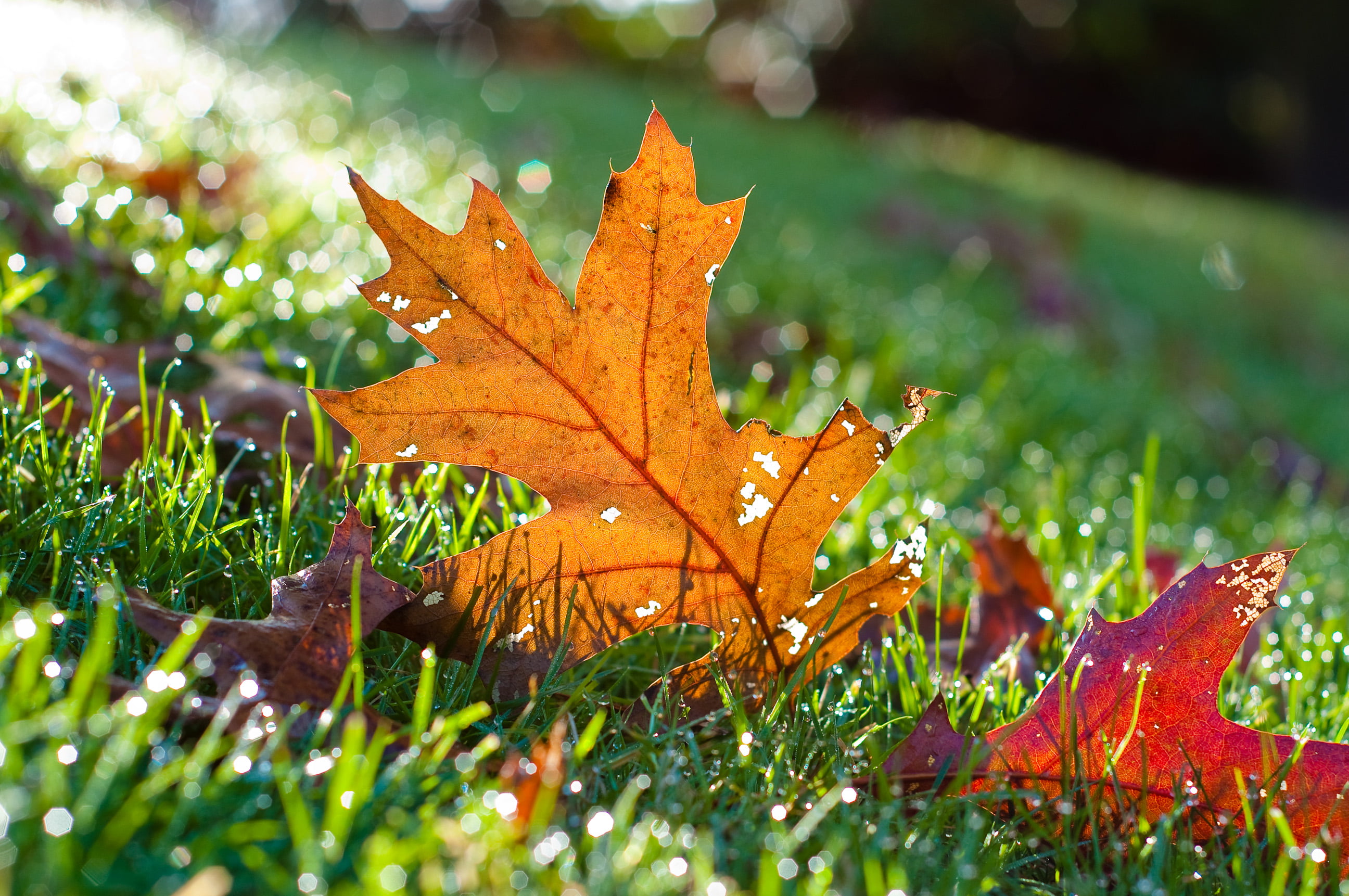 1920x1080 resolution | yellow leaf in shallow focus lens HD wallpaper ...