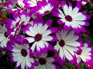 closeup photo of white-and-pink Daisy flowers HD wallpaper