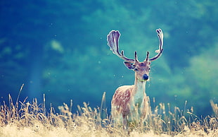 brown deer, animals, deer, antlers HD wallpaper