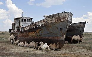 group of camels, wreck, vehicle, ship, camels HD wallpaper
