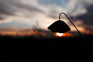 silhouette of flower during golden hour