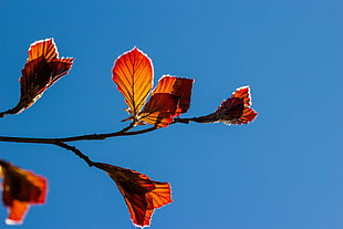 shallow focus of brown leaves during daytime HD wallpaper