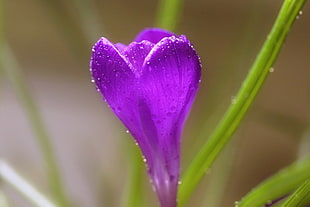 close up photo of purple tulip HD wallpaper
