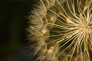 white dandelion macro photography