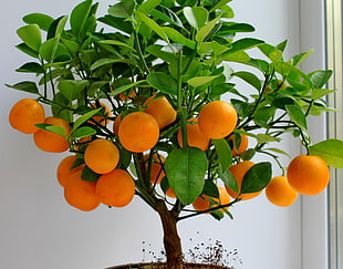oranges photo HD wallpaper