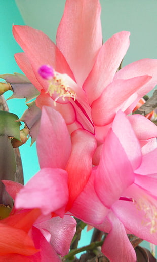 pink petaled flower, nature