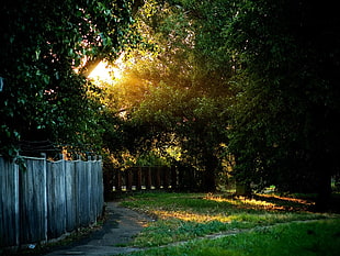 green trees