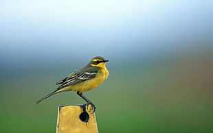 yellow-browed bird HD wallpaper