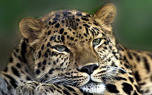 close up photo of brown and black leopard