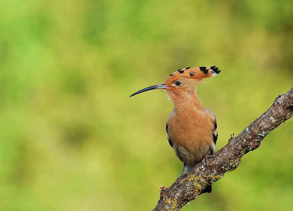 Shallow focus photography of long beak bird HD wallpaper | Wallpaper Flare