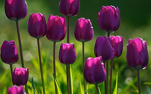 bed of purple tulips HD wallpaper