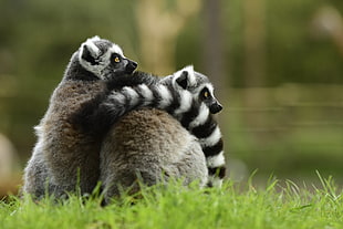 two black-and-white ring tailed lemurs on green grass lawn HD wallpaper