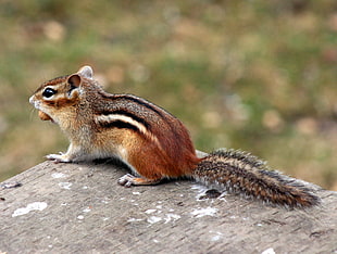 squirrel standing on brown wooden surface, chipmunk HD wallpaper