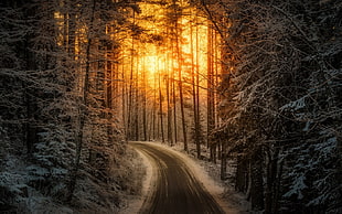 black asphalt road, nature, landscape, sunlight, road