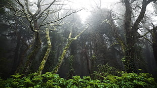 green leafed trees, nature, trees, forest, landscape