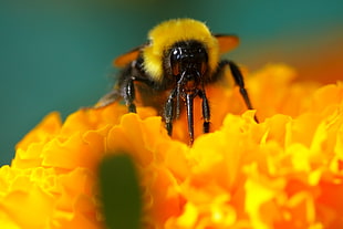 selective focus photography of Bumblebee perched on petaled flower, bumble bee HD wallpaper