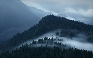 white and black area rug, nature, landscape, mountains, forest