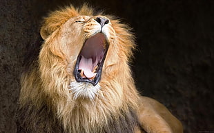 shallow focus photography of brown Lion