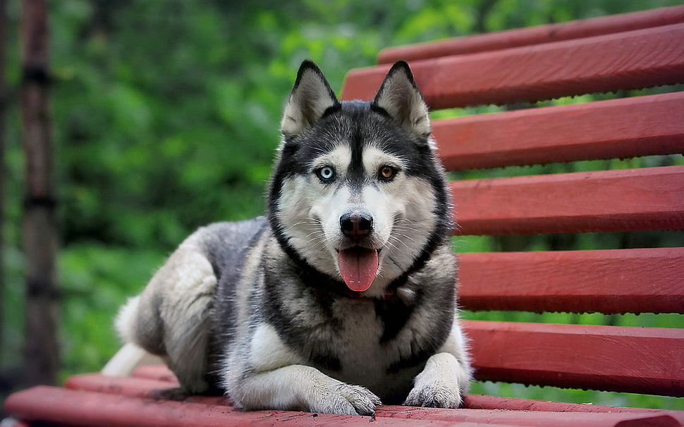 Adult Siberian Husky HD wallpaper | Wallpaper Flare