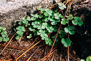 green clover plants, Clover, Leaves, Branches HD wallpaper