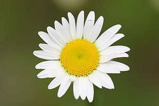 close up photo of white petaled flower, daisy HD wallpaper