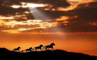 silhouette photo of running horses