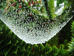 green and white floral textile, nature, landscape, trees, spiderwebs