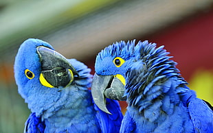 closeup photography of two Hyacinth Macaws HD wallpaper