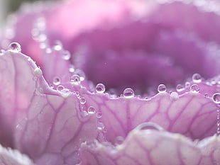 close up photo of purple petaled flower with water drops HD wallpaper