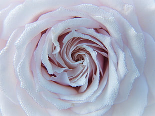 pink petaled flower, Rose, Drops, Close-up HD wallpaper