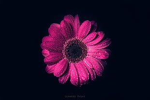 pink flower, flowers, macro, simple background, nature HD wallpaper