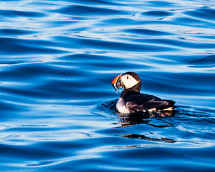 Mallard duck on body of water, puffin