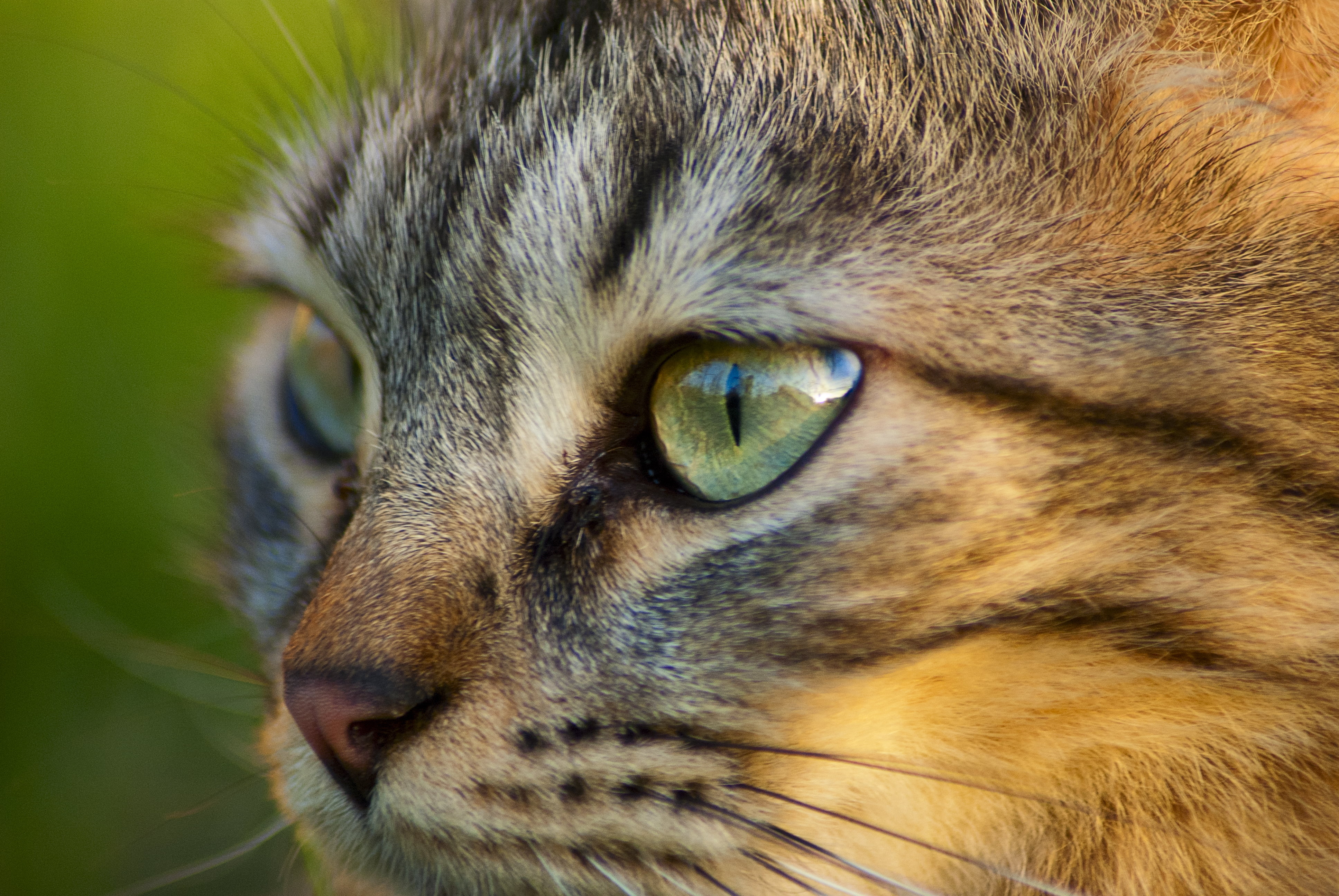 closeup photo of grey Tabby cat