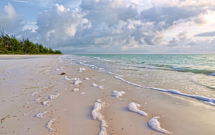 white substance on seashore