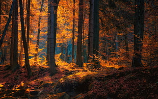 brown leaves during fall on forest HD wallpaper
