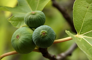 closeup photo of green fruit, gran canaria HD wallpaper